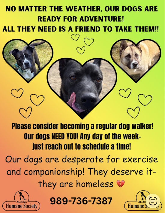 walk pets